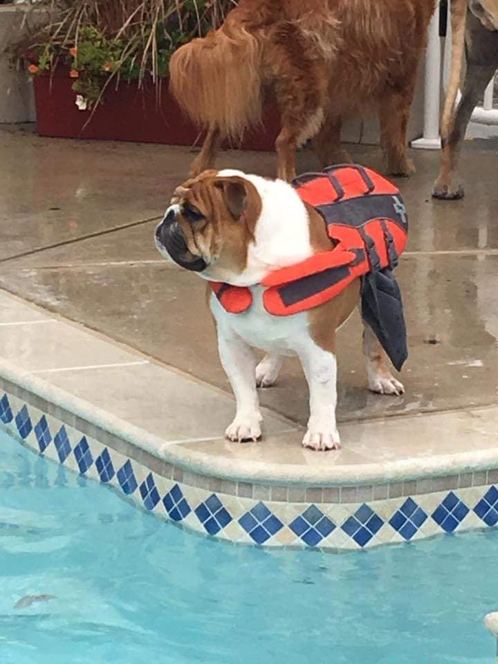 bulldog wearing a life jacket