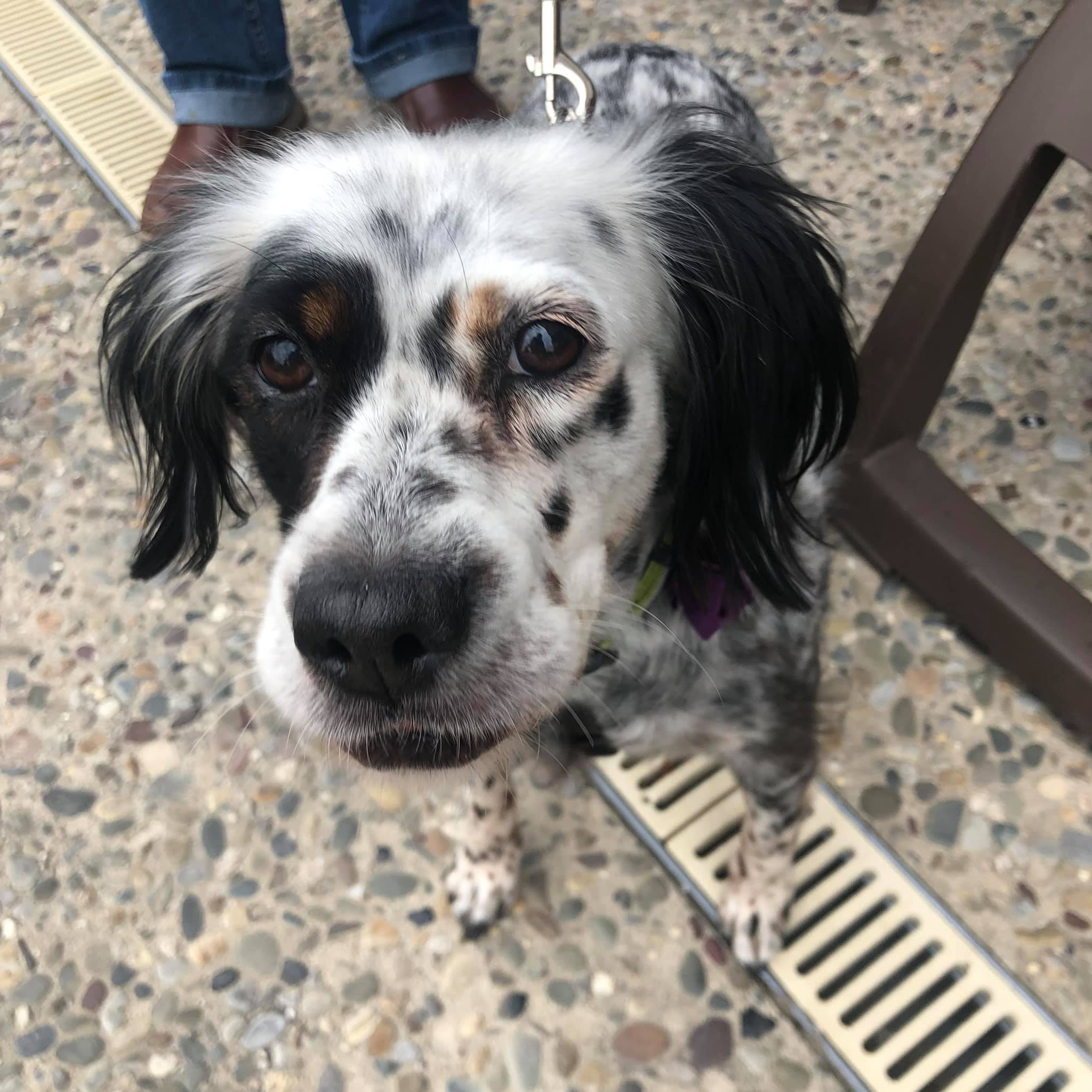 Spotted spaniel mix looking at camera