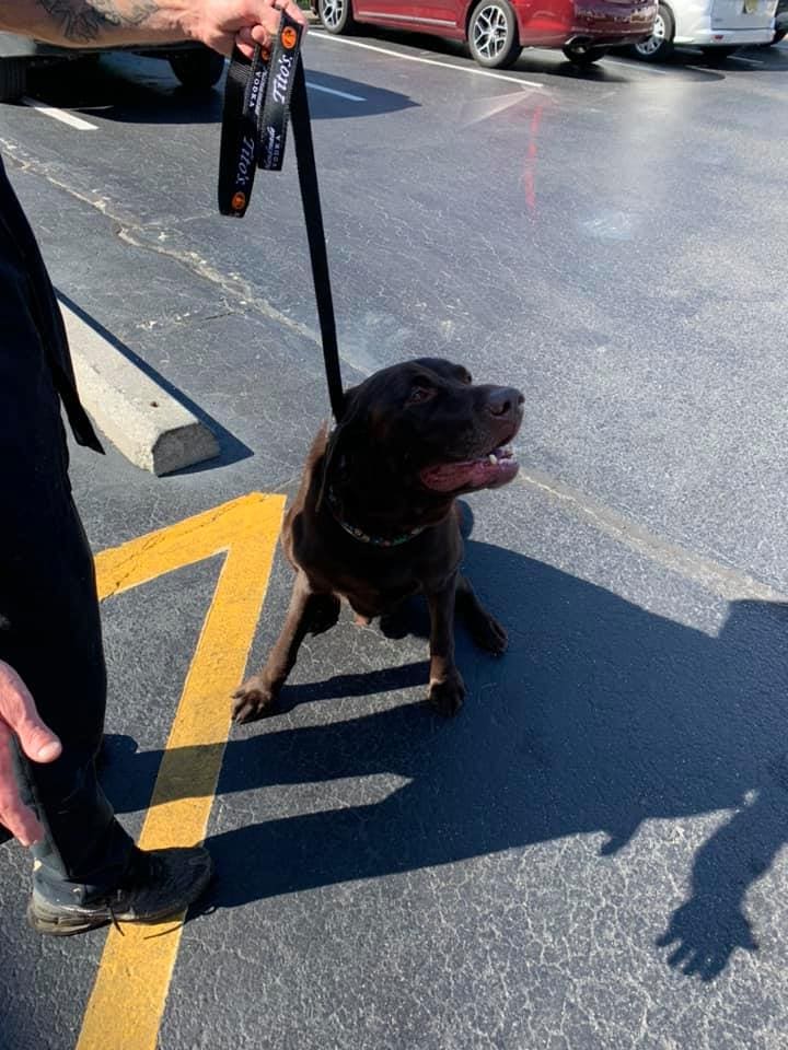 chocolate lab in parking lot