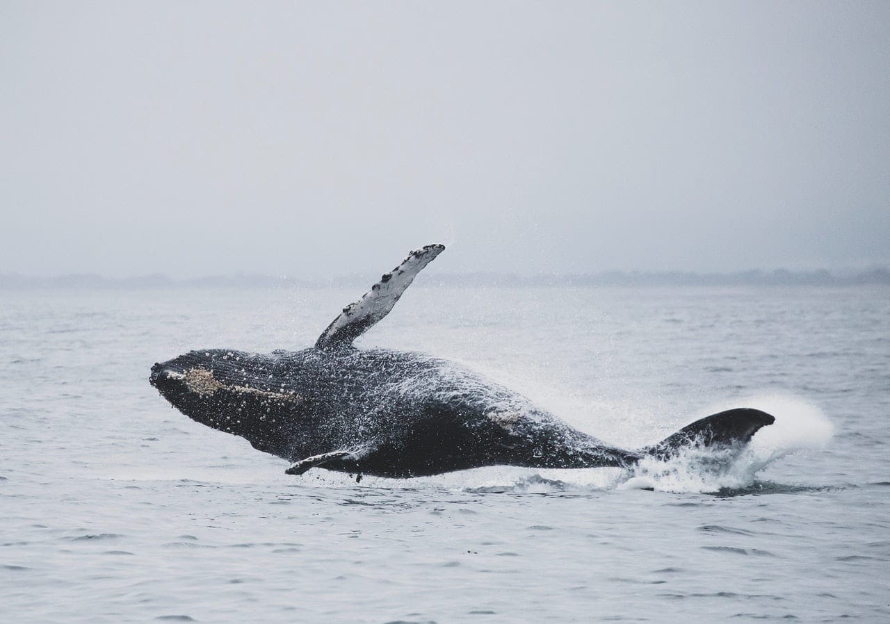 Whale Watching in Cape May